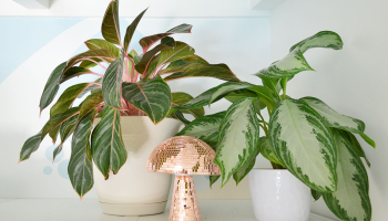 Aglaonema Plant – Care Guide