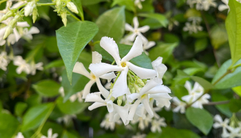 Star Jasmine – Plant Growing & Care Guide